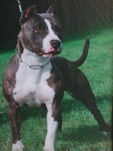 Pititon's Rengy